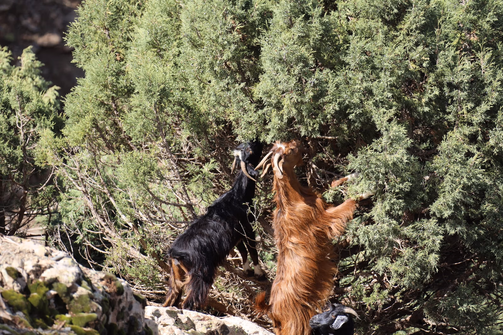 Goats climbing tree to browse