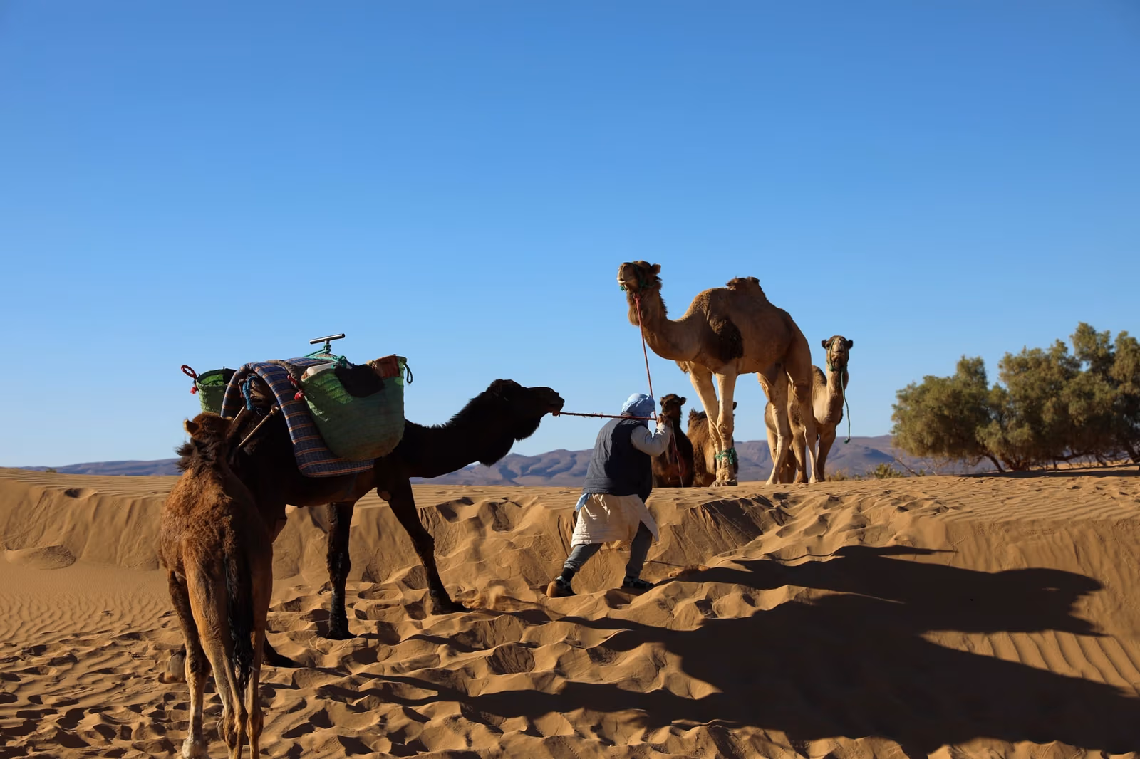 Sahara Tours — photo 1