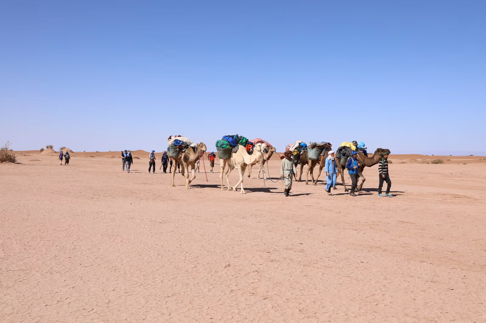 A camel caravan crossing the stony desert of the Drâa